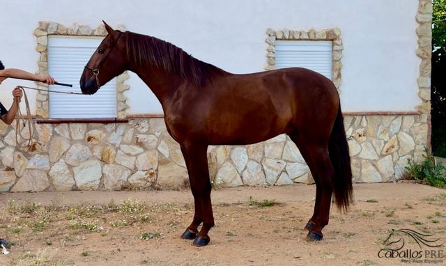 Eyecatcher - PRE Fuchshengst - 3 jährig - 1.70 m, Thomas Adams (Caballos PRE), Horses For Sale, Bell, Image 3