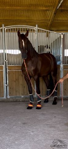 Eyecatcher - PRE Fuchshengst - 3 jährig - 1.70 m, Thomas Adams (Caballos PRE), Pferd kaufen, Bell, Abbildung 5