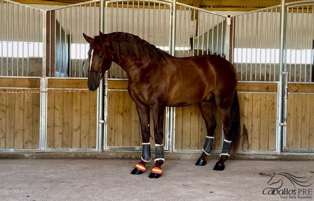 Eyecatcher - PRE Fuchshengst - 3 jährig - 1.70 m, Thomas Adams (Caballos PRE), Horses For Sale, Bell