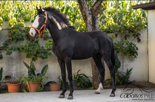Eyecatcher - PSL Rappe - Wallach - 3 jährig - ca. 1.63 m zur Zeit, Thomas Adams (Caballos PRE), Horses For Sale, Bell