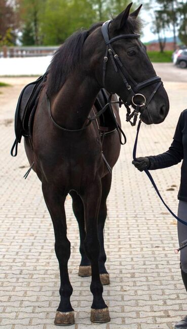 Eyecatcher Rappstute sucht neue Aufgabe bei Herzensmenschen, Pferdevermittlung Leus (Pferdevermittlung Leus ), Horses For Sale, München