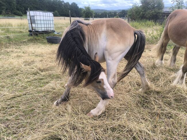 Eyectcher bunter Buckskin Splash Overo, Tina, Horses For Sale, Calden