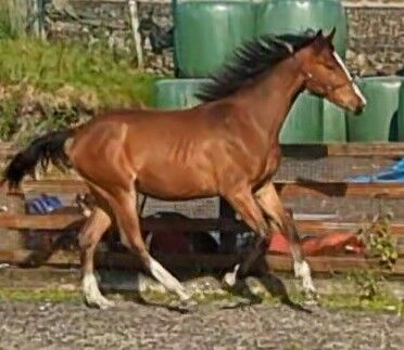 Fabulously Well Bred Yearling filly, Melanie Gravell-Barnes, Horses For Sale, Bacup