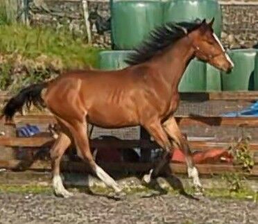 Fabulously Well Bred Yearling filly, Melanie Gravell-Barnes, Pferd kaufen, Bacup