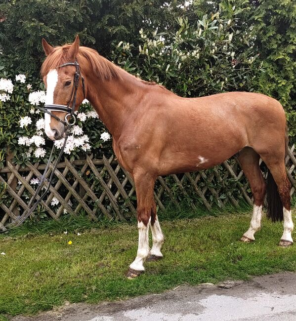 Vielseitigkeitspferd Wallach 13Jahre, B.M., Horses For Sale, Großheide