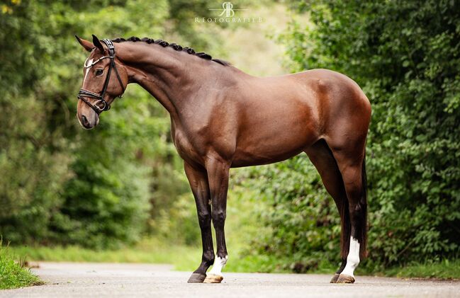 Vielseitigkeit Springpferd Stute von KROS, Melly, Horses For Sale, Friedeburg Reepsholt, Abickhafe, Image 2