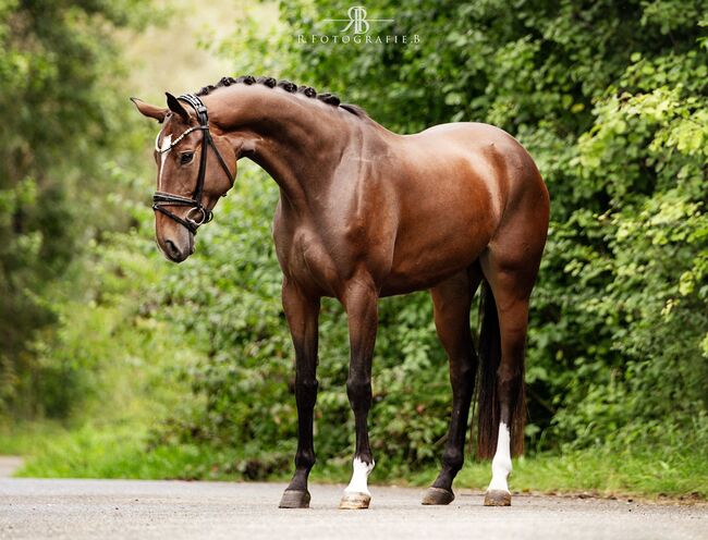 Vielseitigkeit Springpferd Stute von KROS, Melly, Horses For Sale, Friedeburg Reepsholt, Abickhafe, Image 4