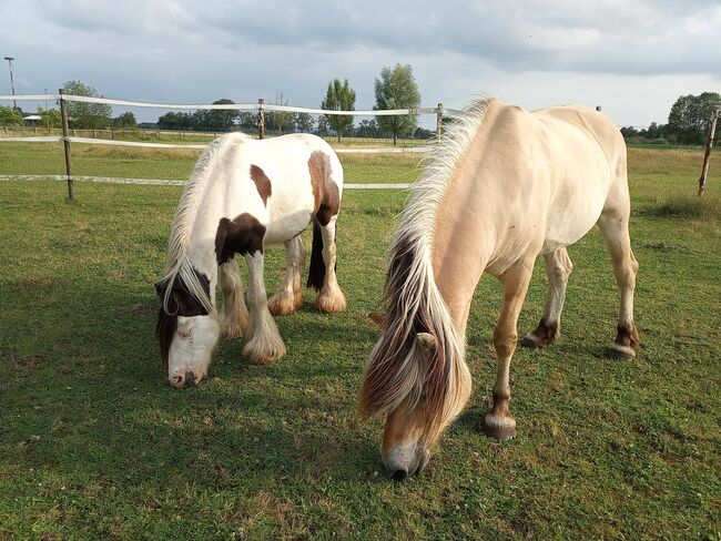 Fahrpony oder Kinderpony in gute Hände, Familie, Pferd kaufen, Rahden