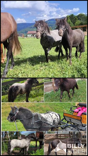 Märchenponys, P.a., Horses For Sale, Bruck an der Mur , Image 3