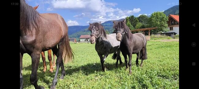 Märchenponys, P.a., Horses For Sale, Bruck an der Mur 