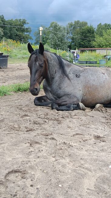 Treuer Freund auf vier Hufen: Blue sucht erfahrenen Reiter, Mellies, Horses For Sale, Berlin, Image 6