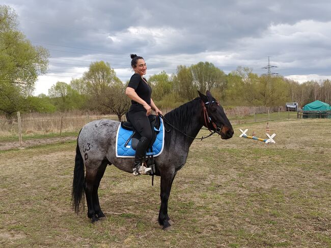 Treuer Freund auf vier Hufen: Blue sucht erfahrenen Reiter, Mellies, Horses For Sale, Berlin, Image 14
