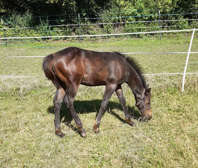 Cooler, gut gebauter Quarter Horse Hengst, Kerstin Rehbehn (Pferdemarketing Ost), Konie na sprzedaż, Nienburg, Image 7