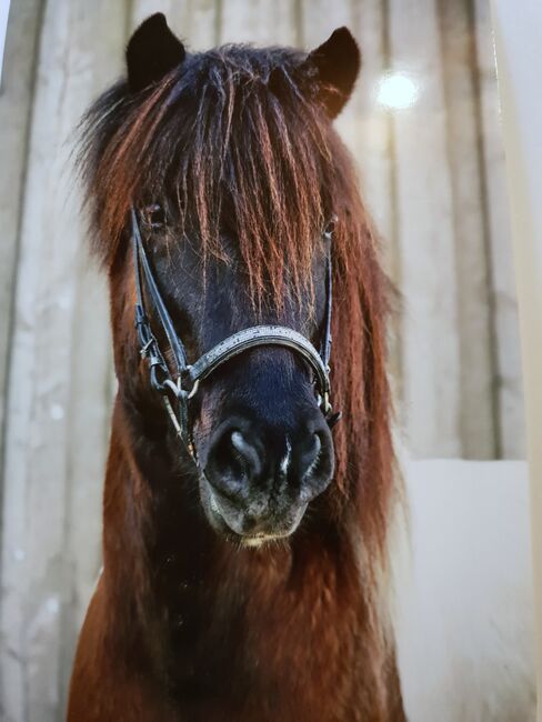 ❤️ Fálki ❤️, Sandra, Pferd kaufen, Untersiebenbrunn 