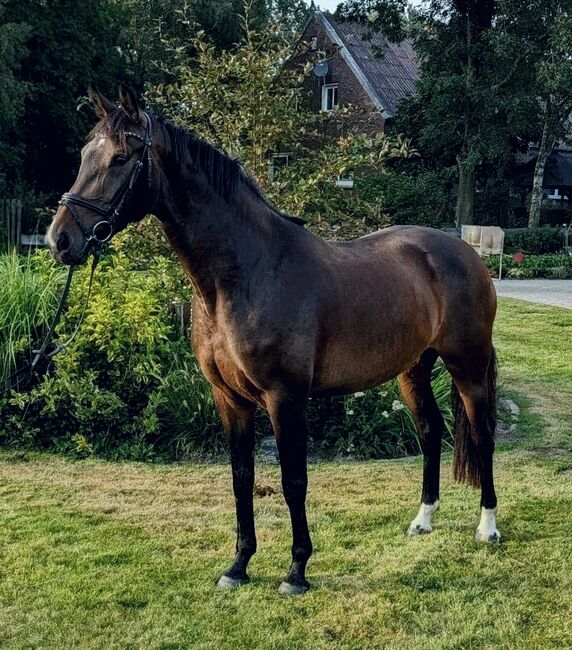 Familien Pferd/Tunier/Freizeit/, B.M., Pferd kaufen, Großheide