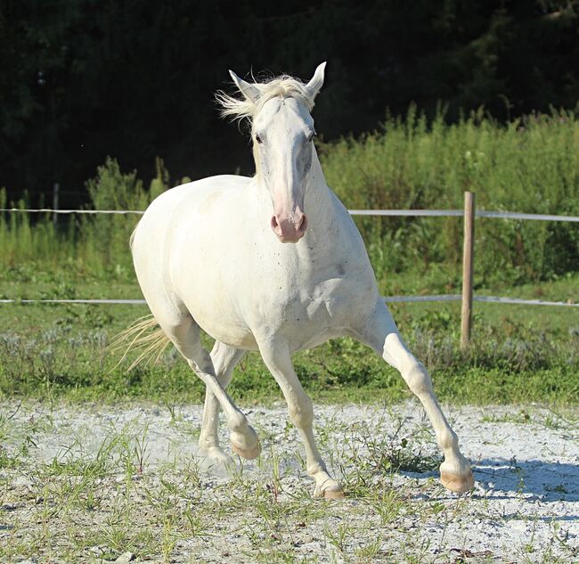 Familienfreundlicher Charmeur, Denise Devich, Horses For Sale, Weitersfeld an der Mur, Image 6