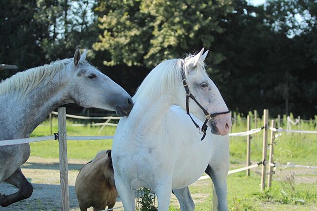 Familienfreundlicher Charmeur, Denise Devich, Horses For Sale, Weitersfeld an der Mur, Image 4