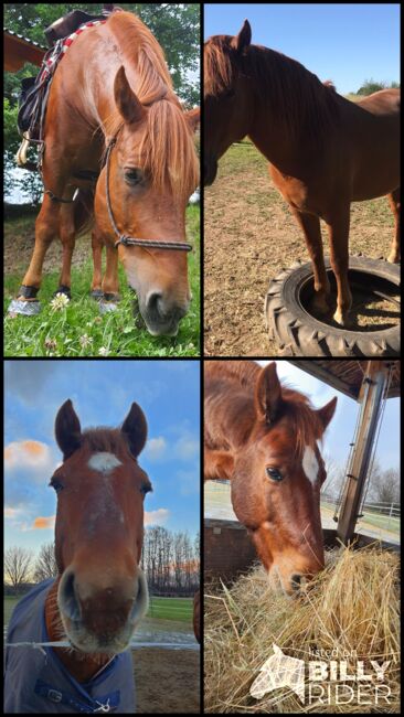 Familien Pferd (Wallach), Ramona Hecht , Horses For Sale, Zülpich, Image 6