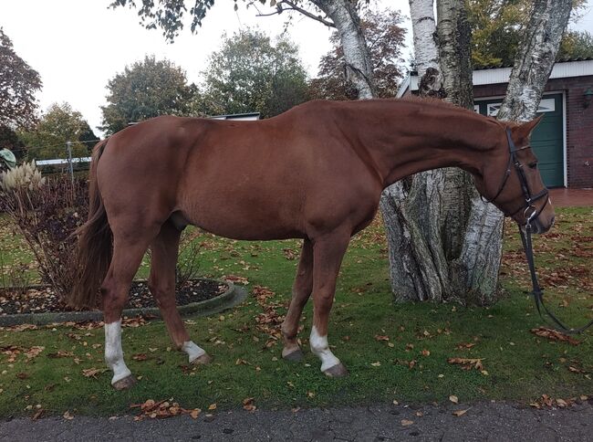 Familien Pferd/Tunier/Freizeit/Wallach, B.M., Horses For Sale, Großheide, Image 2