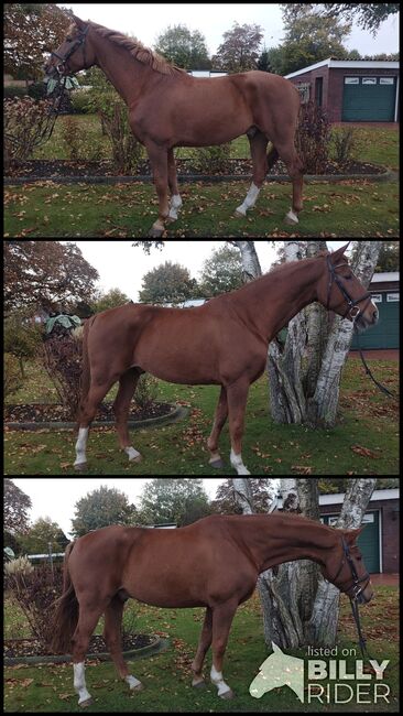 Familien Pferd/Tunier/Freizeit/Wallach, B.M., Horses For Sale, Großheide, Image 4