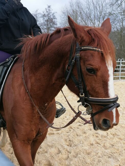 Schicker 11 jähriger gekörter Wallach, Beate F., Horses For Sale, Seesen, Image 3