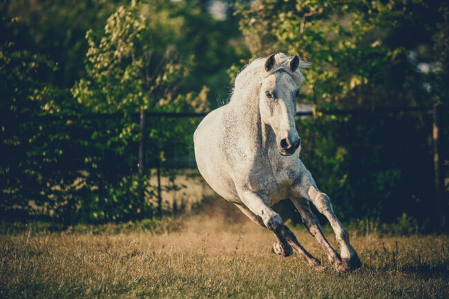 Schicker Barocker PRE Wallach, Dressur, Freizeit, Show, Freiheitsdressur, N.Müller, Horses For Sale, Marklohe, Image 5