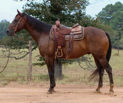 Fancy Broke Gelding, Larry Donald , Horses For Sale,  Maxvorstadt , Image 3