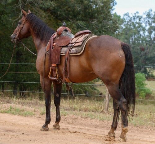 Fancy Broke Gelding, Larry Donald , Horses For Sale,  Maxvorstadt 