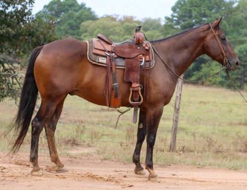 Fancy Broke Gelding, Larry Donald , Konie na sprzedaż,  Maxvorstadt , Image 2