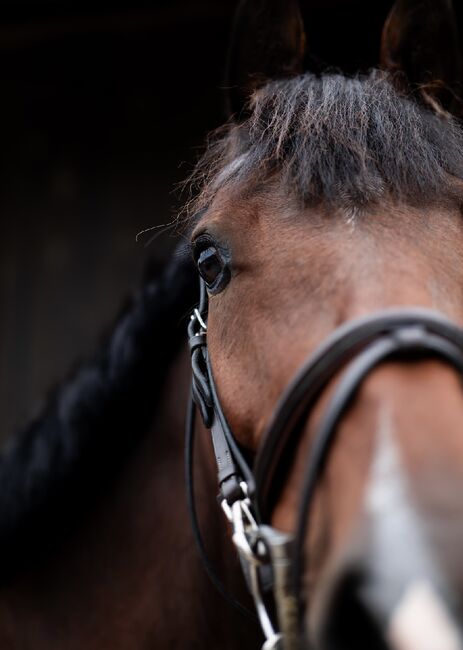 Schicker Wallach, Florentina Lorenz, Horses For Sale, Graz, Image 2