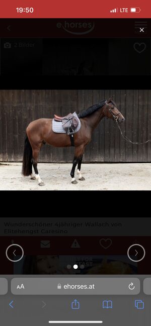 Schicker Wallach, Florentina Lorenz, Horses For Sale, Graz, Image 5