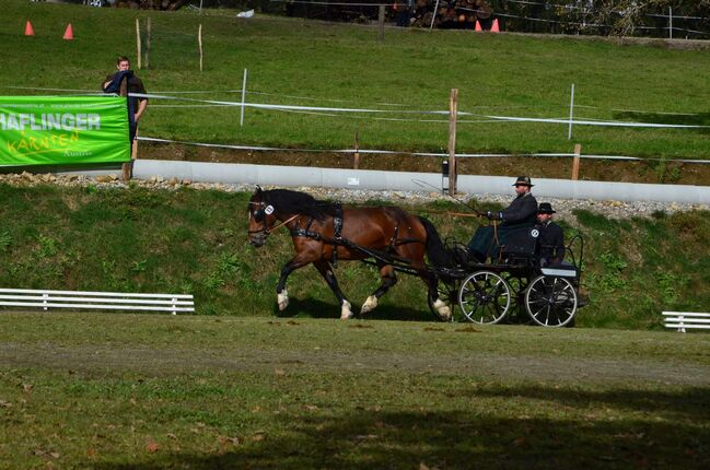 Schicke Norikerstute, Iris Rauter, Horses For Sale, Straßburg, Image 8