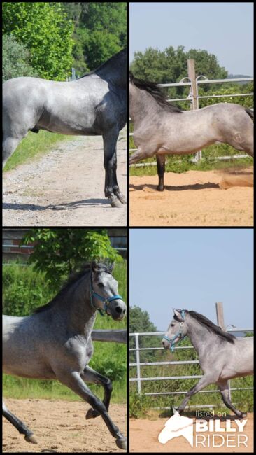 Schicker PRE, Dani, Horses For Sale, KLeinwallstadt, Image 5