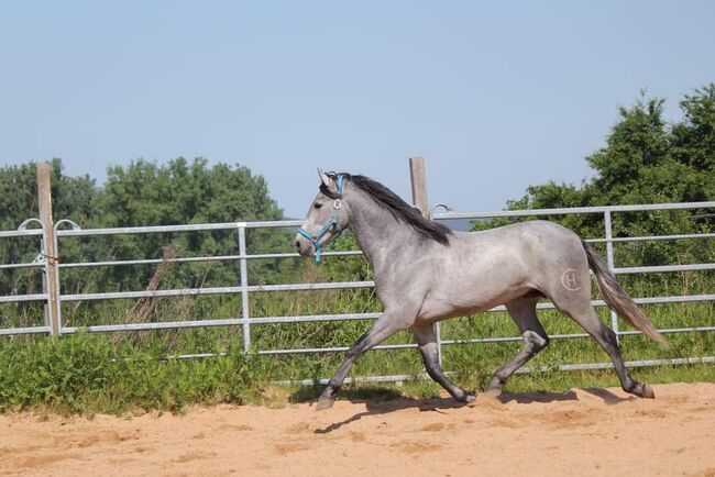 Schicker PRE, Dani, Horses For Sale, KLeinwallstadt, Image 2