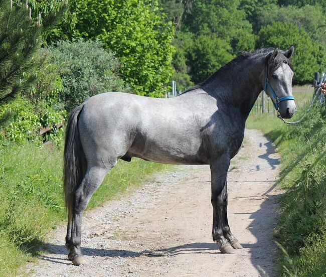 Schicker PRE, Dani, Konie na sprzedaż, KLeinwallstadt