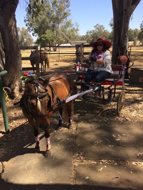 Fancy Shetland driving pony, Chandra , Horses For Sale, Herald , Image 6