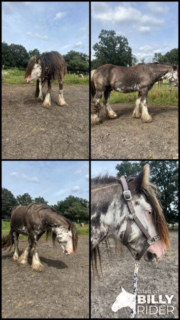 Schicker Tinker Hengst in Sonderfarbe, Amelie, Horses For Sale, Potsdam, Image 6