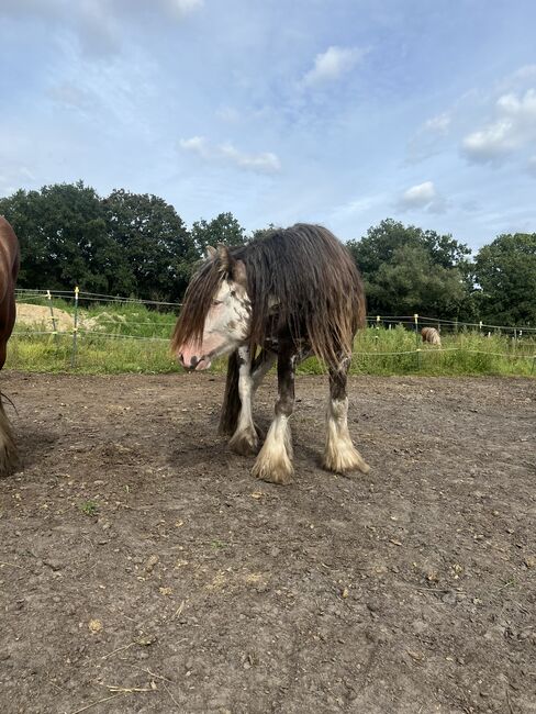 Schicker Tinker Hengst in Sonderfarbe, Amelie, Horses For Sale, Potsdam