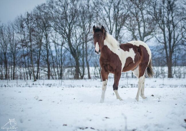 Traumhafte coole Paint Horse Stute APHA 2024, Rainer, Horses For Sale, Wernigerode, Image 12