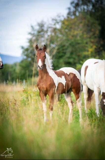 Traumhafte coole Paint Horse Stute APHA 2024, Rainer, Horses For Sale, Wernigerode, Image 13