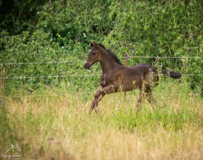 Traumhafte coole Paint Horse Stute APHA 2025 Quarter Black, Rainer, Horses For Sale, Wernigerode