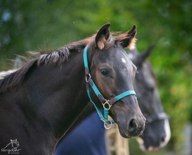 Traumhafte coole Paint Horse Quarter Stute APHA 2025 Quarter Black, Rainer, Horses For Sale, Wernigerode