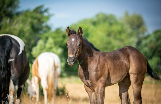Traumhafte coole Paint Horse Quarter Stute APHA 2025 Quarter Black, Rainer, Horses For Sale, Wernigerode