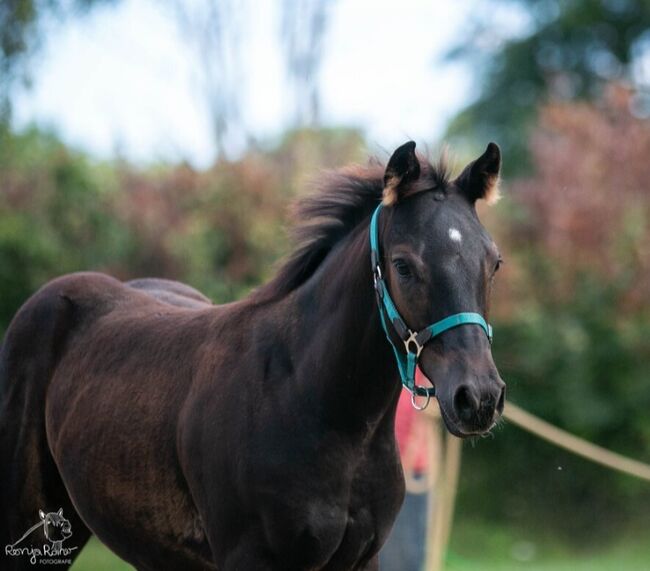 Traumhafte coole Paint Horse Quarter Stute APHA 2025 Quarter Black, Rainer, Horses For Sale, Wernigerode, Image 11