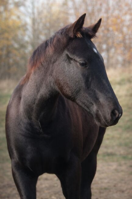 Traumhafte coole Paint Horse Quarter Stute APHA 2025 Quarter Black, Rainer, Horses For Sale, Wernigerode