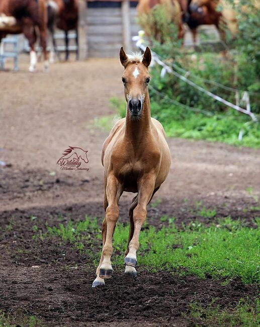 Traumhafte gold palomino rabicano Quarter Horse Stute mit top Abstammung, Kerstin Rehbehn (Pferdemarketing Ost), Horses For Sale, Nienburg, Image 3