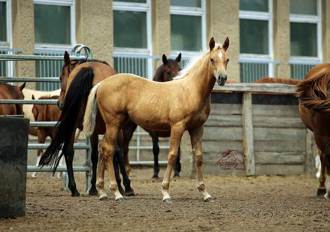Traumhafte gold palomino rabicano Quarter Horse Stute mit top Abstammung, Kerstin Rehbehn (Pferdemarketing Ost), Horses For Sale, Nienburg, Image 4
