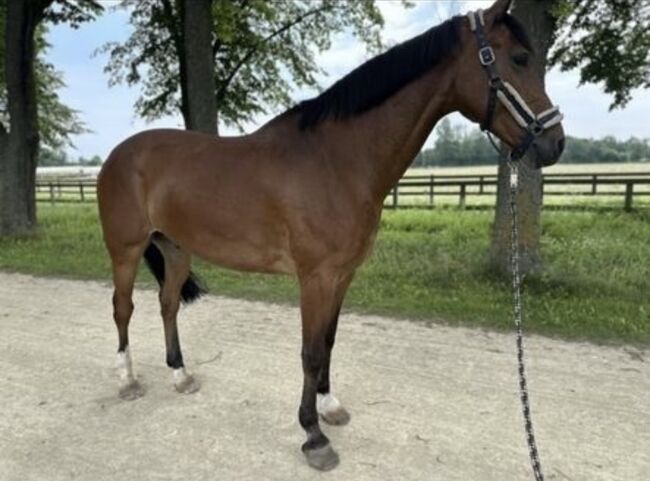 Traumhafter Holsteiner Wallach, Sophia Ganswindt , Horses For Sale, Neustadt/Dosse, Image 2