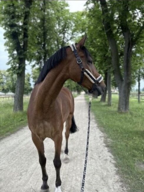 Traumhafter Holsteiner Wallach, Sophia Ganswindt , Horses For Sale, Neustadt/Dosse