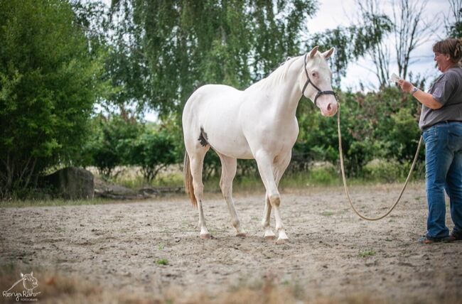 Traumhafte Paint Horse  Stute APHA 2023, Rainer, Horses For Sale, Wernigerode, Image 4
